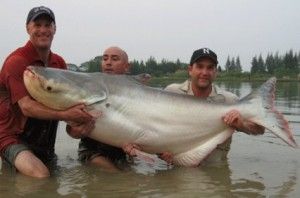 Giant Mekong catfish 