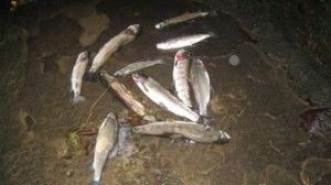 moria di pesci nel torrente vertosan