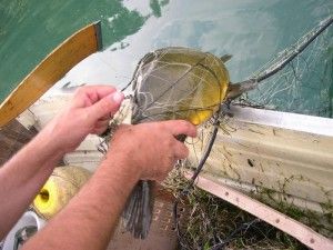 Pesca con le reti