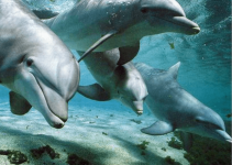 delfini-maui