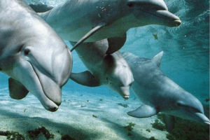 delfini-maui