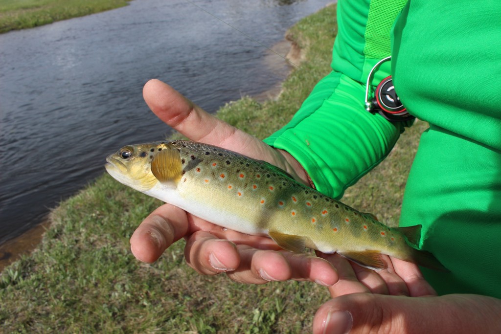 Bellissima brown trout