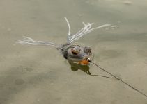 bass-fishing-frog-in-water