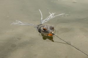 bass-fishing-frog-in-water